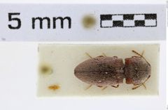 Foto (Dorsalansicht) von Agrypnus tonkinensis (Fleutiaux, 1927) (NHMW-ZOO-COL-0008125)